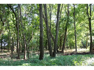 Property photo 45 - LARGE KANSAS AUCTION - 7,672+/- ACRES OFFERED IN 12 TRACTS IN CHAUTAUQUA COUNTY, KANSAS